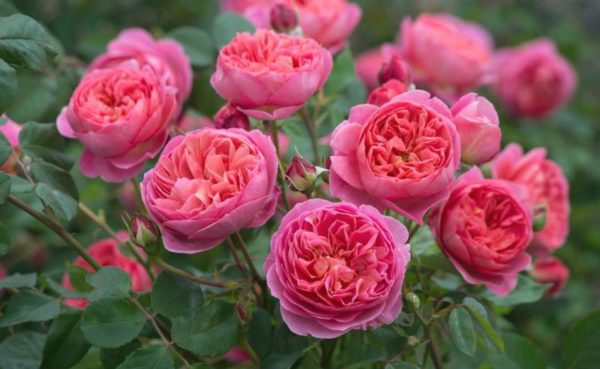 roses