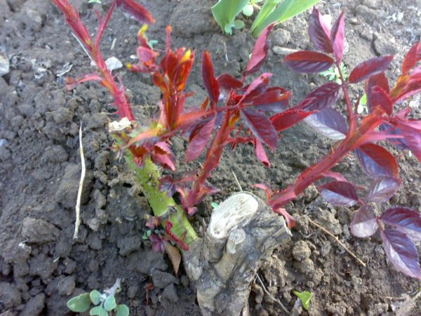 pruning roses
