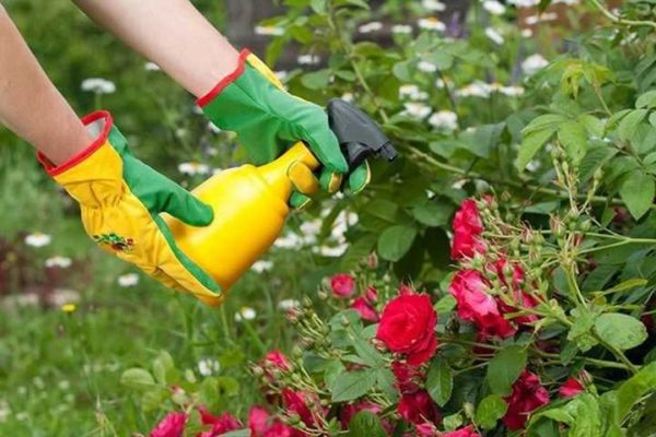 processing of roses with iron sulfate