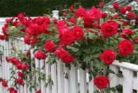 rose processing