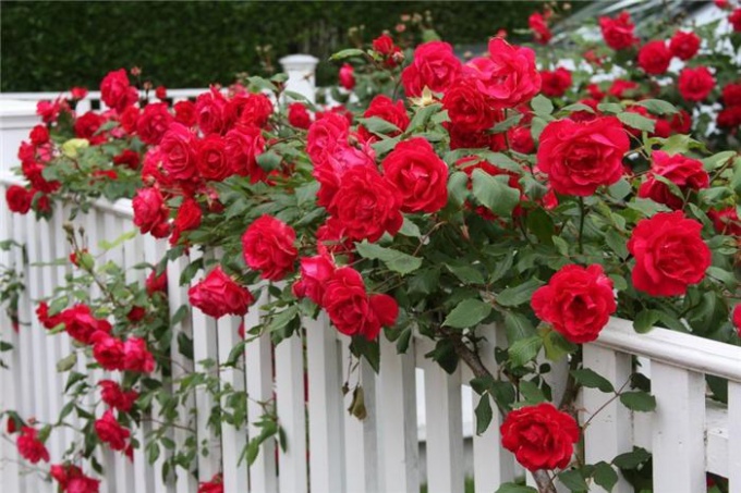 rose processing