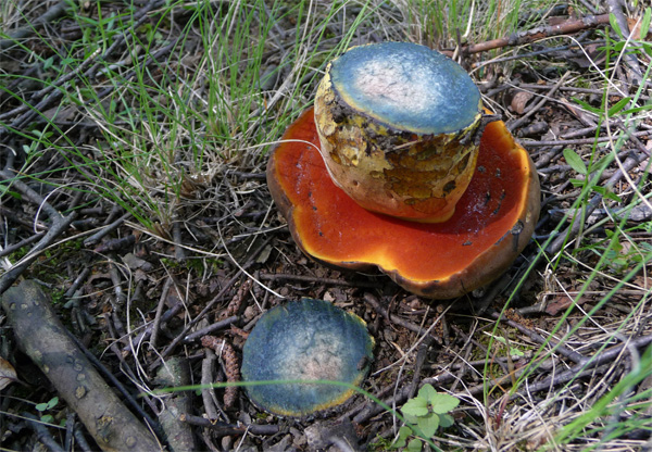 Eating mushroom