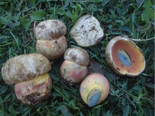 Morphological features of the fungus
