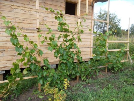 Place for planting grapes