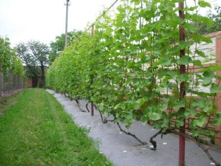 How to plant grapes
