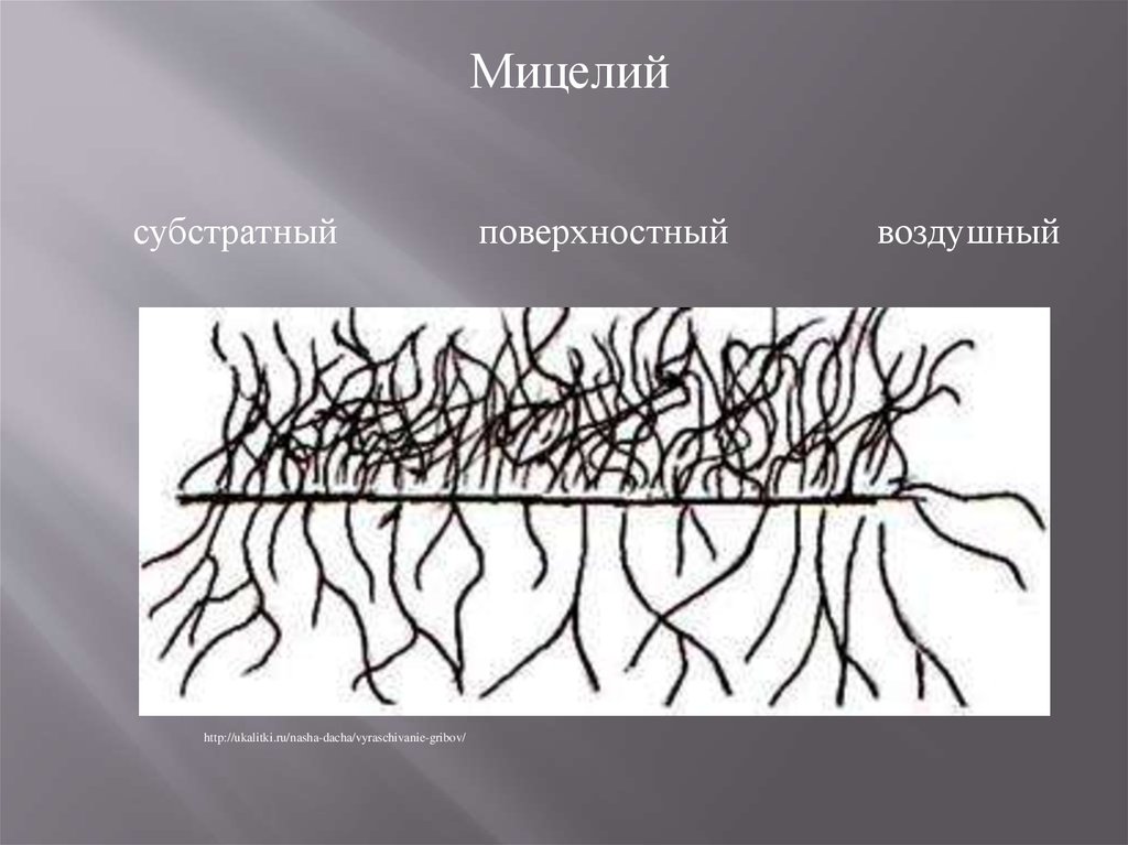Types of mycelium