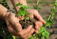 propagate currant cuttings