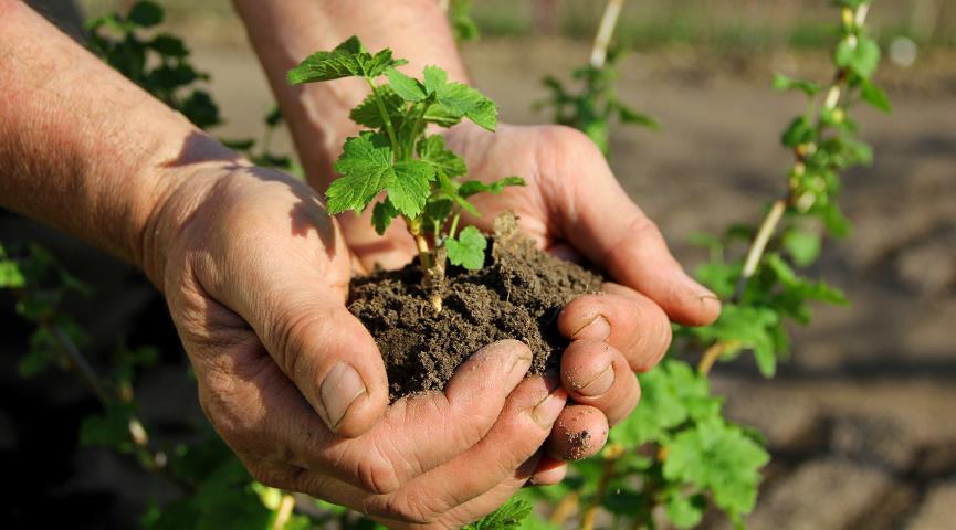 propagate currant cuttings
