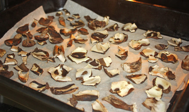 Drying mushrooms in the oven