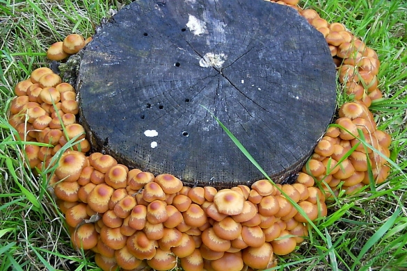 Growing mushrooms in the country