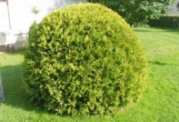 Sadite thuja u jesen