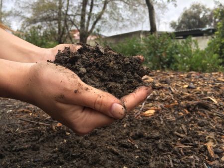 Fertilizers for shrubs