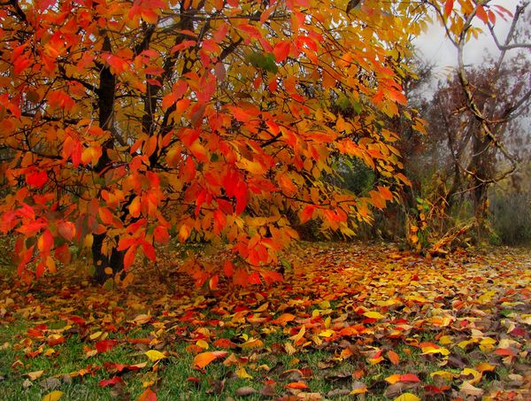 cherry in the fall