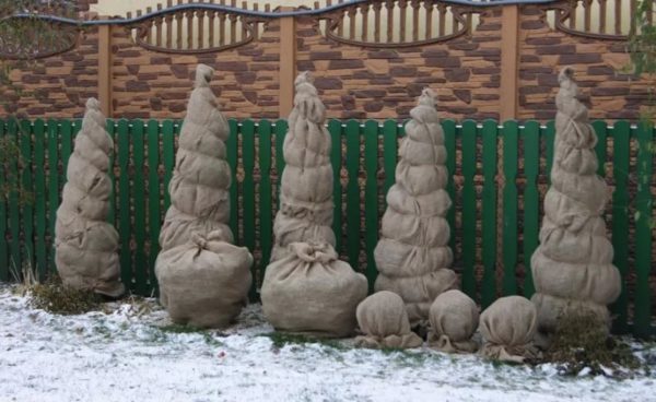 conifer shelter for the winter