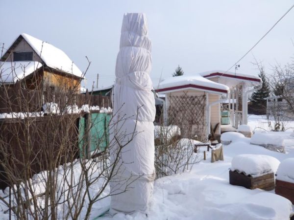 conifer shelter for the winter