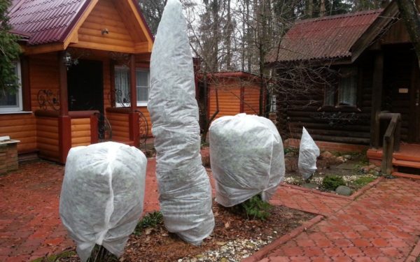 conifer shelter for the winter