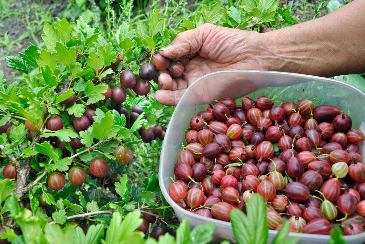 Gooseberry planting in the fall