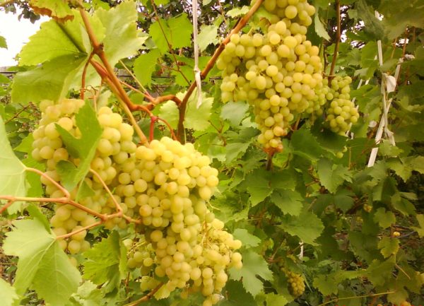 grape