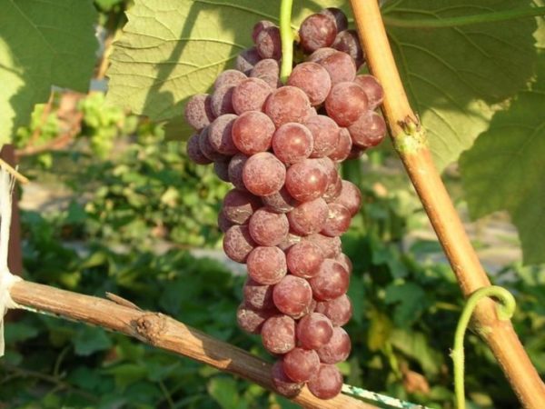 grape