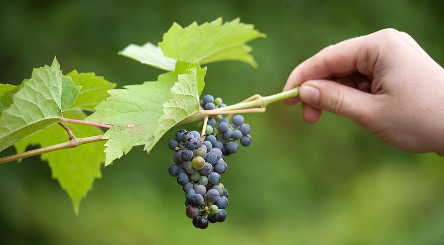 grape