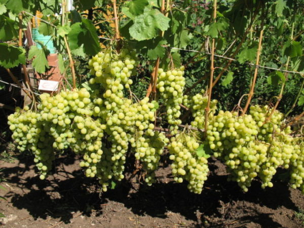 grape