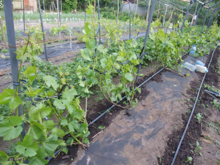 Landing on the trellis