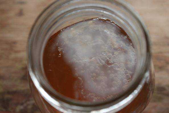Kombucha growth