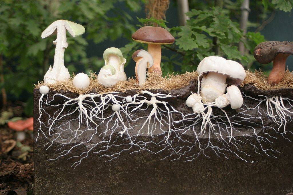 Mycelium