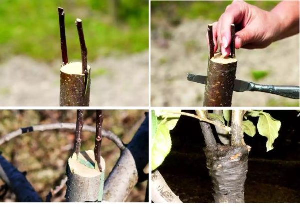 how to plant an apple tree in autumn