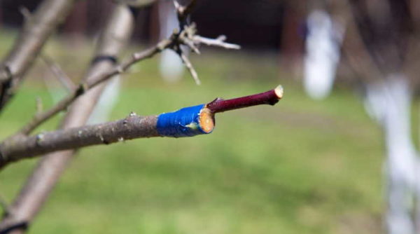 how to plant an apple tree