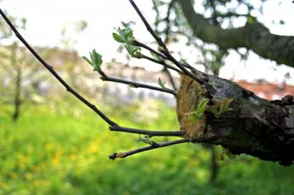 how to plant an apple tree in autumn