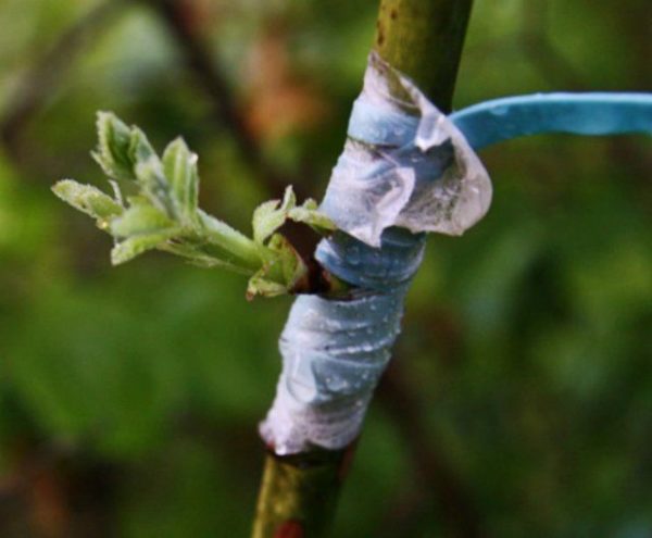 inoculation by budding