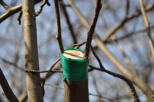 vaccination for bark