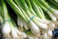 Growing onions on a feather in a greenhouse in winter