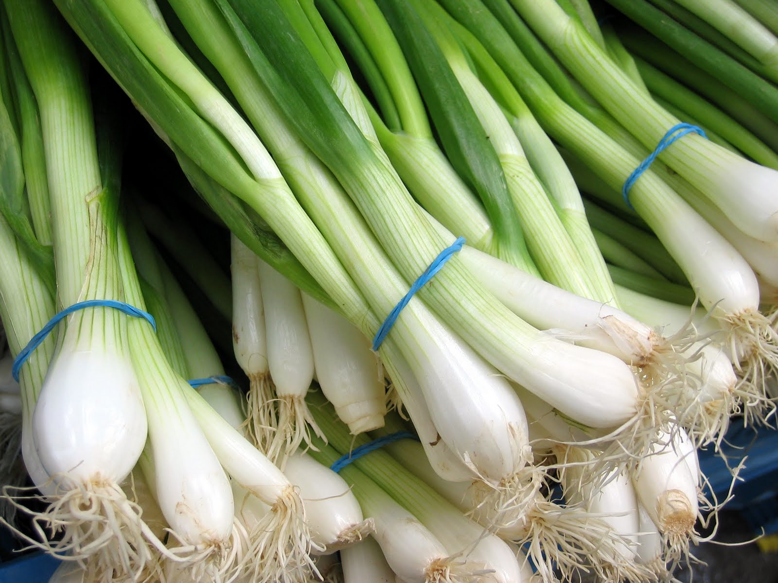 Growing onions on a feather in a greenhouse in winter