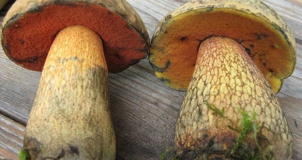 The appearance of the mushroom