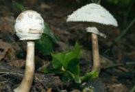 Suncobrani