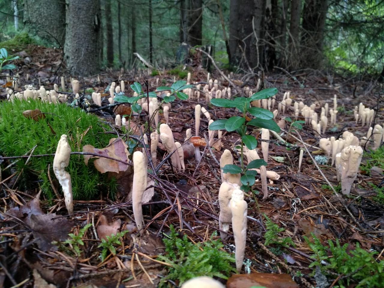 Horned reed