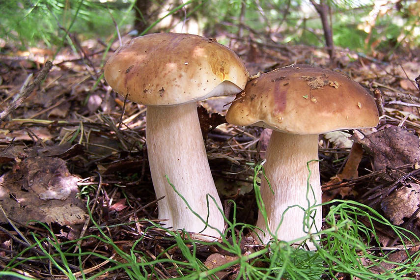 Porcini