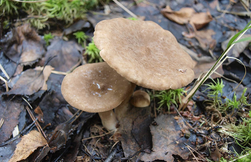Brown milky
