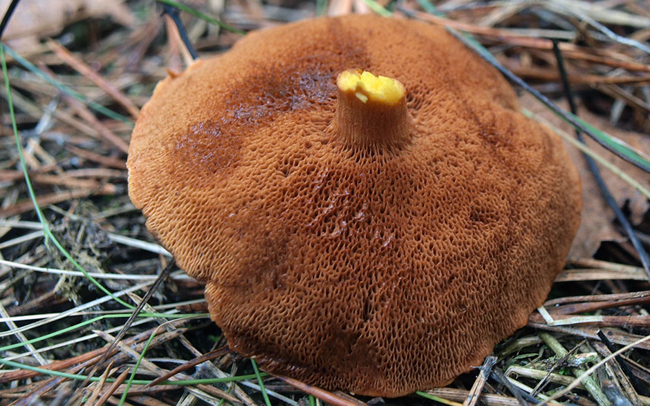 Pepper mushroom