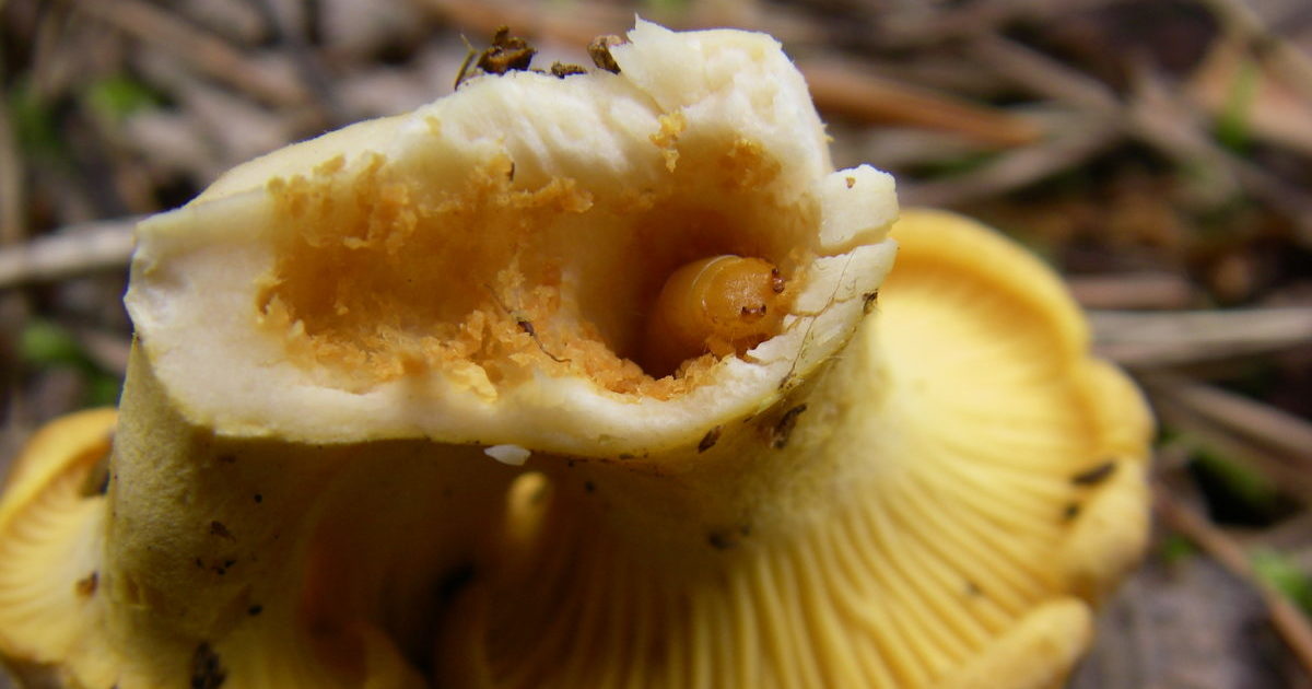 Mushroom