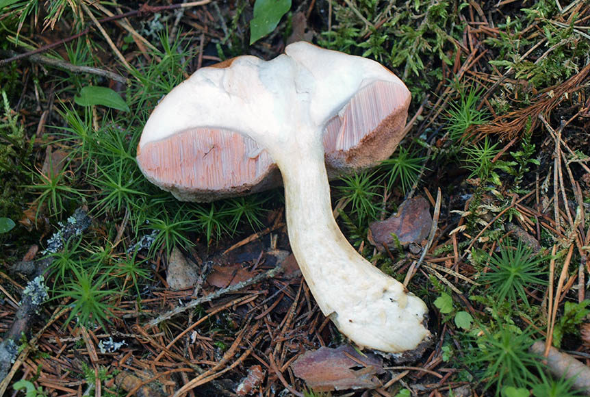 Sectional bile fungus
