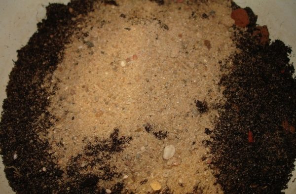 Soil for Zamiokulkas