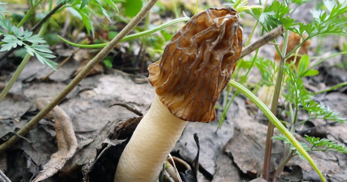 Mushrooms