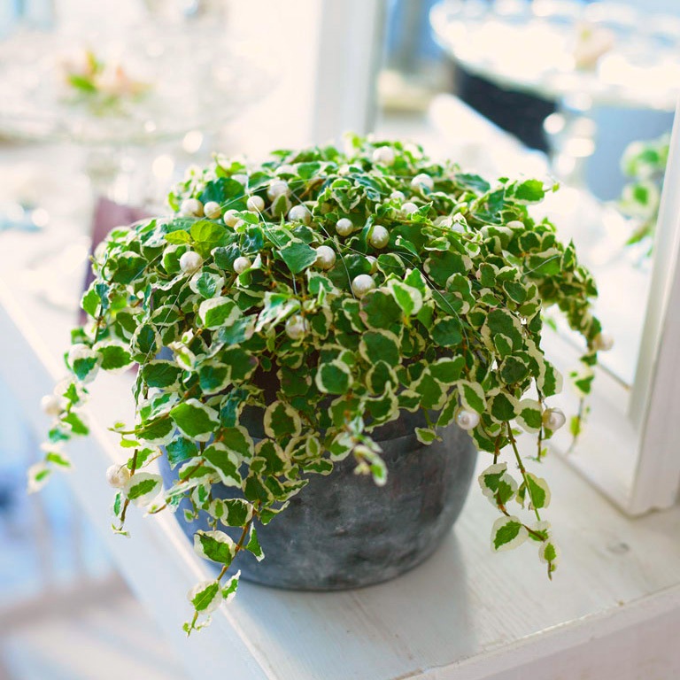 Ficus creeping