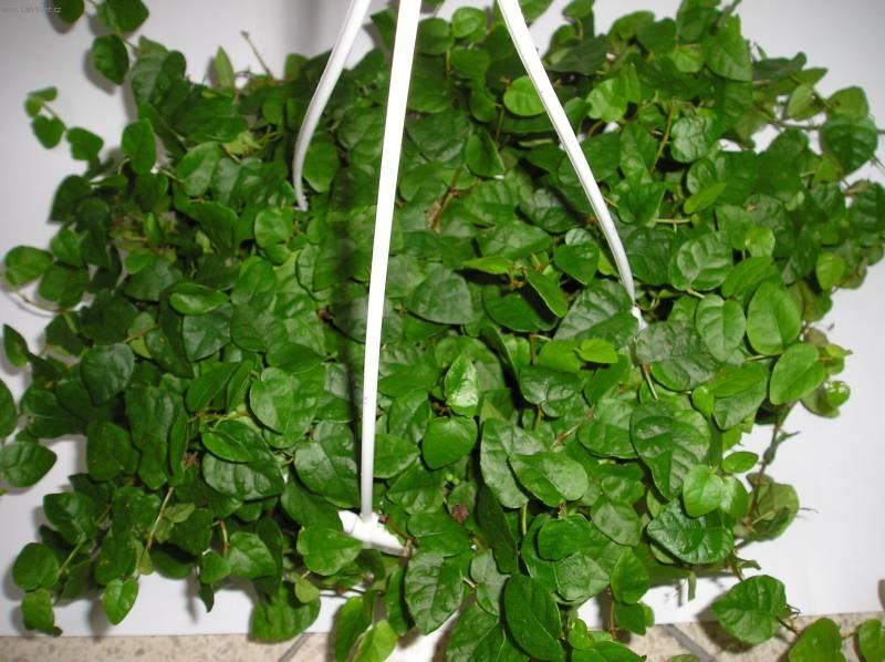 Creeping ficus