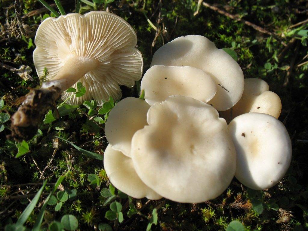 Whitish talker