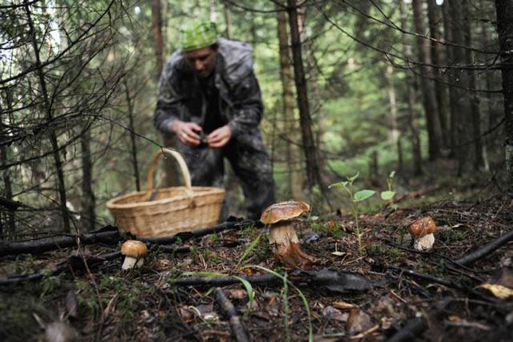 Mushroom picking