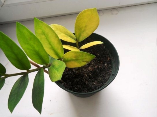 Yellowing leaves